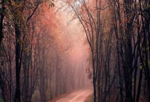 南非选手激情满怀，追寻荣耀的足迹